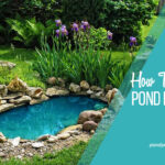pond