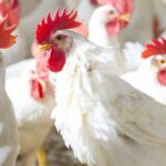 Indian Poultry Market