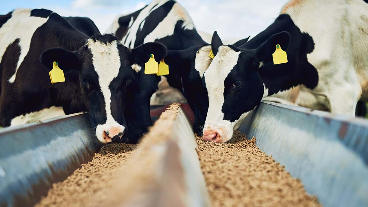 Indian Animal Feed Market