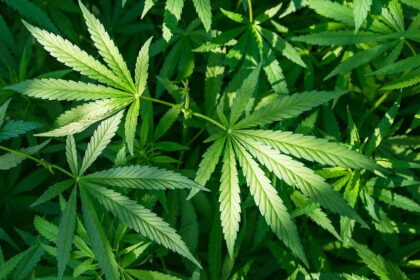 THC and CBD